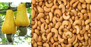 Foto Header Julius Berger unveils cashew processing plant in Epe